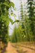 hopfen blatt