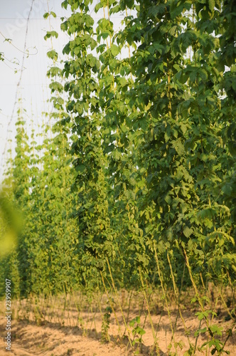 Photo: der hopfen wächst der hopfen wächst
