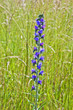 sage flower in meadow sage flower in meadow