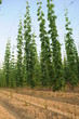 hopfen wächst hoch