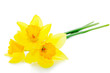 Narcissus Narcissus