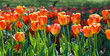 Tulip Garden Tulip Garden