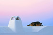 Dog Sleeping at Dawn Dog Sleeping at Dawn