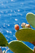 Cactus Fruit