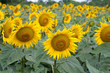 sunflower field sunflower field