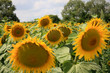 sunflower field with focus on middle and shallow depth of field sunflower field with focus on middle and shallow depth of field