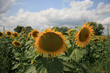 sunflowers on field sunflowers on field