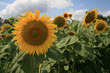 sunflower with sky sunflower with sky