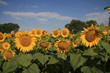 sunflower field with sky sunflower field with sky