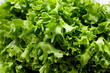 Lettuce