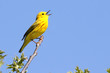 Yellow Warbler (Dendroica petechia) Singing Yellow Warbler (Dendroica petechia) Singing