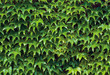 ivy