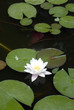 Lotus, water lily