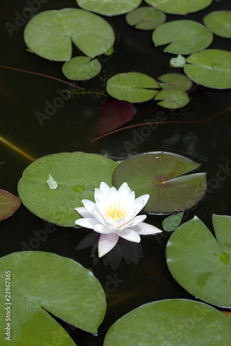 Photo: Lotus, water lily Lotus, water lily