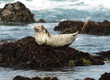 california harbor seal laying on rock, big sur, california