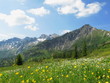 Bergblumenwiese Wolken Kanzelwand