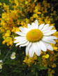La marguerite sur un lit de genêts.