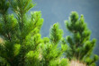 Pinus Radiata trees in New Zealand