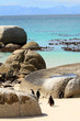 penguins at Boudlers Beach