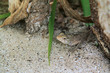 maldives reptile