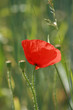red poppy