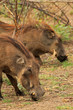 warthog / facocero