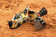 african birds fighting for love