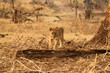 lion puppy
