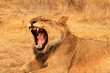 Yawning lion cub