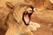 Yawning lion cub