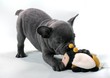 French Bulldog Puppy & Biene