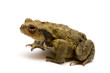 Crapaud03