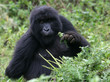 Berggorilla aus Ruanda