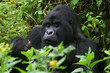 Berggorilla aus den Virunga Bergen in Ruanda
