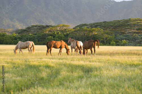 Photo: Appaloosa horses Appaloosa horses