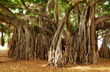 Huge jungle tree at Oahu, Hawaii