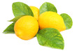 Fresh lemons with leaves and water drops on white