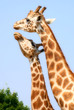 Giraffe Kiss Giraffe Kiss