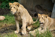 Lions at a Zoo Lions at a Zoo