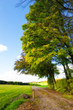 Autumn - road and nature