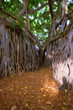 Huge jungle tree at Oahu, Hawaii