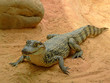 BabyKrokodil an Land