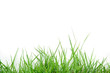 grass on white background