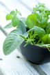 Frische Gartenkräuter