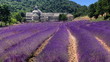 France - Paca - Abbaye de Senanque