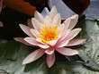Foto: Seerose - Lotusblume Seerose - Lotusblume