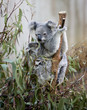 koala