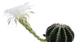 cactus flower