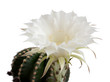 cactus flower