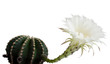 cactus flower